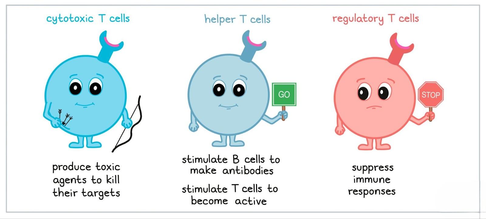 T Cells